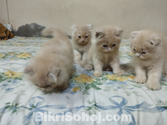 Persian kittens